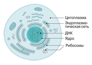 Клетка содержит десятки тысяч рибосом размером около 25 нм. Некоторые из них прикреплены к мембранам эндоплазматической сети, другие — локализованы в цитоплазме.