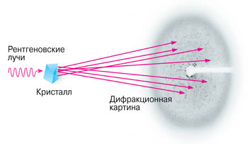 Для кристаллографии рибосом используется рентгеновское синхротронное излучение. Рентгеновские лучи рассеиваются на кристаллической решётке, формируя на ПЗС-детекторе (Нобелевская премия по физике 2009 года, см. предыдущую статью) специфическую дифракционную картину из миллионов точек. Анализируя это изображение, можно определить положение каждого атома в пространственной структуре рибосомы. Затем с помощью специальных программ расчётная модель визуализуется на экране компьютера.