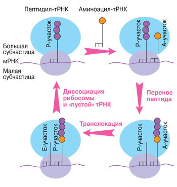 Работа рибосомы происходит в несколько стадий: связывание аминоацил-тРНК, перенос пептида с пептидил-тРНК на аминоацил-тРНК, транслокация (перемещение мРНК на один кодон и тРНК из А-участка в Р-участок), уход «пустой» тРНК.