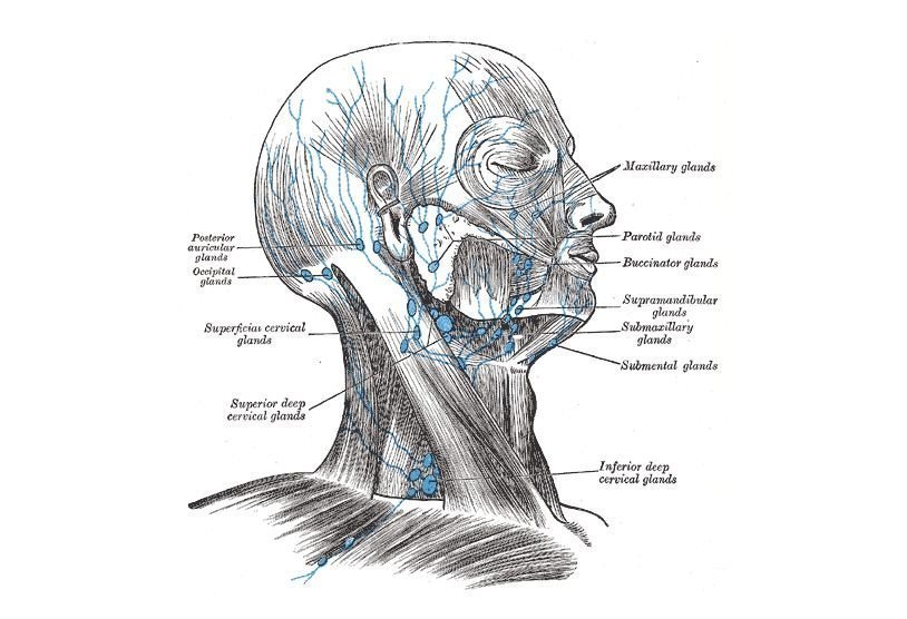Лимфатическая система головы и шеи