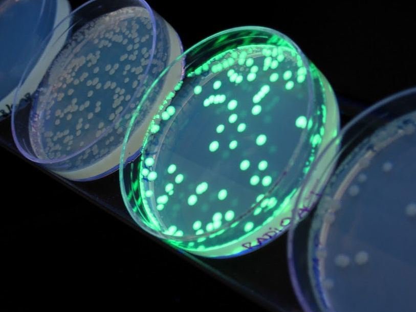 Модифицированные E. coli, вырабатывающие белок GFP