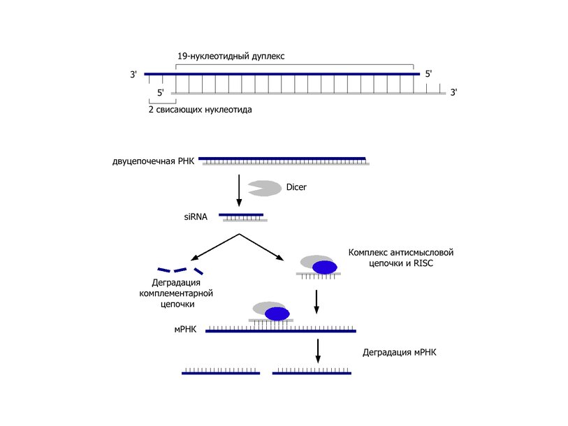 Механизм синтеза малых интерферирующих РНК