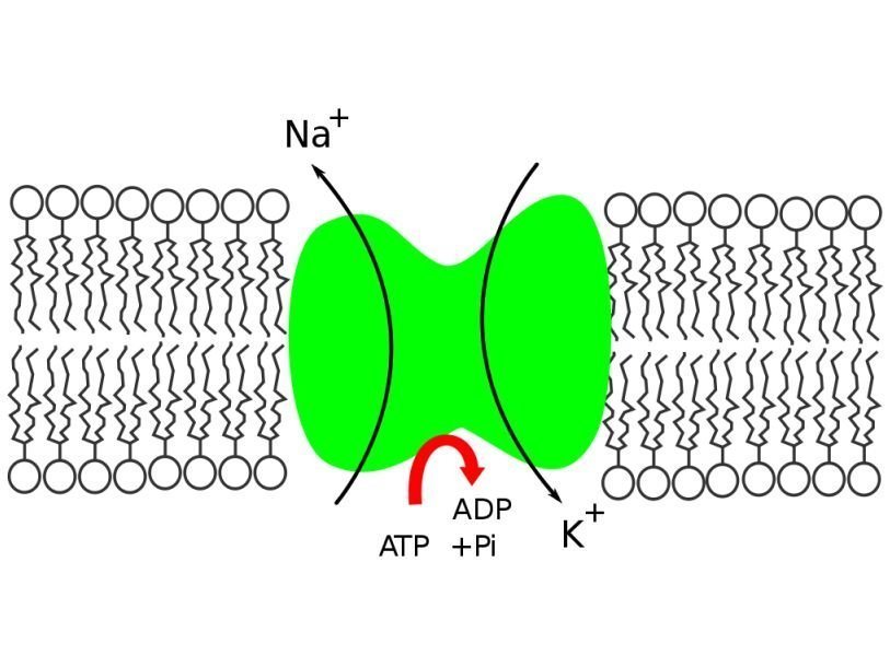 Схема действия натрий-калиевого насоса