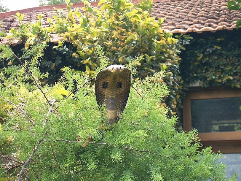 Индийская кобра (Naja naja)