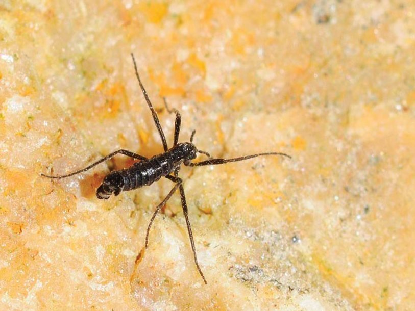 Комар вида Belgica antarctica (самец).