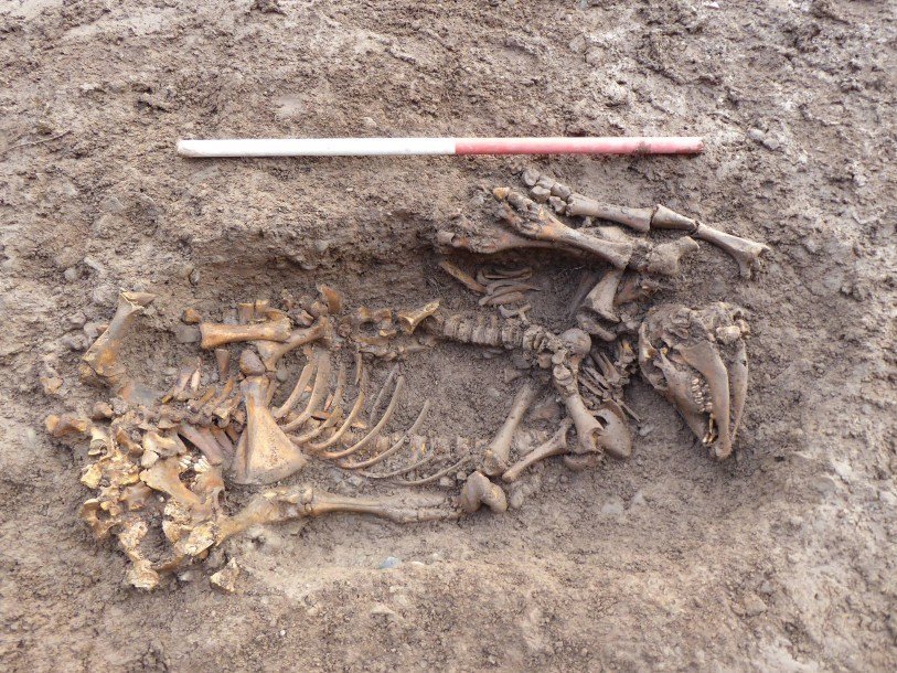 Найденные в ходе раскопок средневековой церкви в Саттон-Фарм скелеты теленка и свиньи