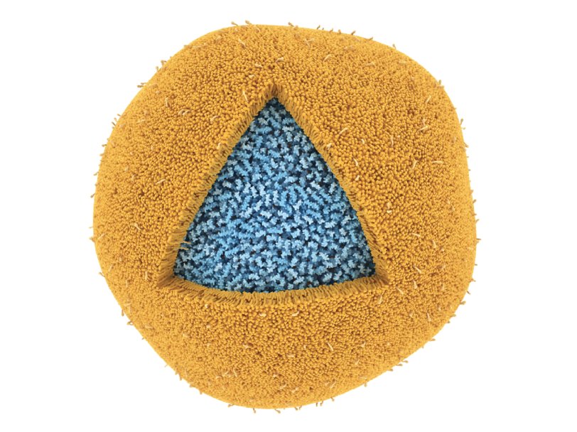 Липосома, состоящая из липидов (желтая), заполненная фрагментами МВР (основной белок миелина, myelin basic protein) (голубые), увеличенная в миллион раз. Маленькие хвостики на жёлтой поверхности – остатки маннозы