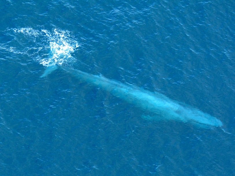 Синий кит у побережья Южной Калифорнии
