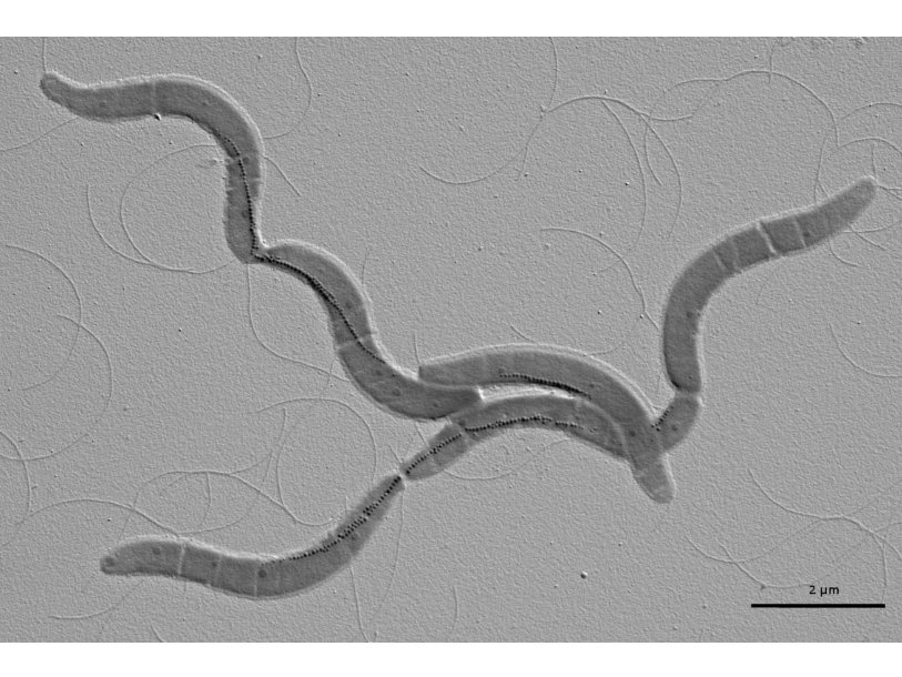Бактерии вида Magnetospirillum gryphiswaldens. Маленькие черные точки - магнетосомы
