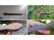 Пластилиновые змеи со следами укусов млекопитающих (A), птиц (B) и грызунов (C)