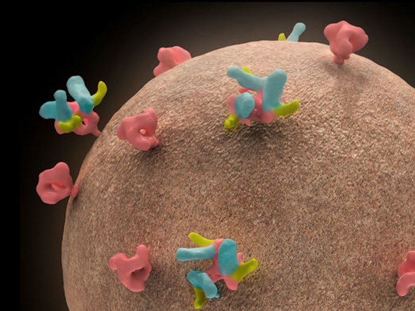 Антитела (обозначены синим и зеленым) подавляют белки вируса