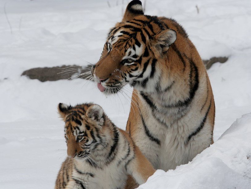 Амурский тигр с детенышем