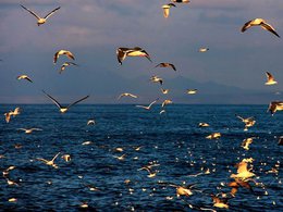 Остров Итуруп. Чайки над морем