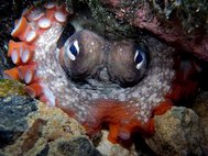 Осьминог вида Octopus tetricus прячется под камнем