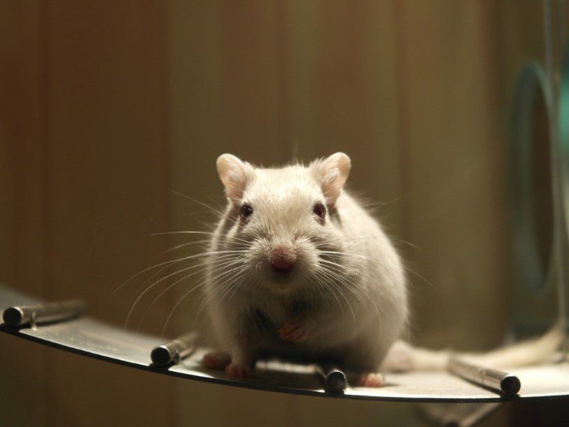 Ученые проводили эксперимент на лабораторных мышах, лишенных собственных кишечных микробиомов