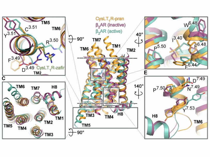 Участки CysLT1 (оранжевый), отвечающие за активацию рецептора, в сравнении с другими GPCR