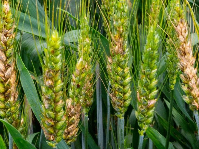 Зараженная фузариозной гнилью пшеница