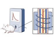 Схема проведения экспериментов. Хвост мыши помещался в катушку, частицы, циркулирующие по сосудам хвоста детектировались магнитной катушкой в реальном времени
