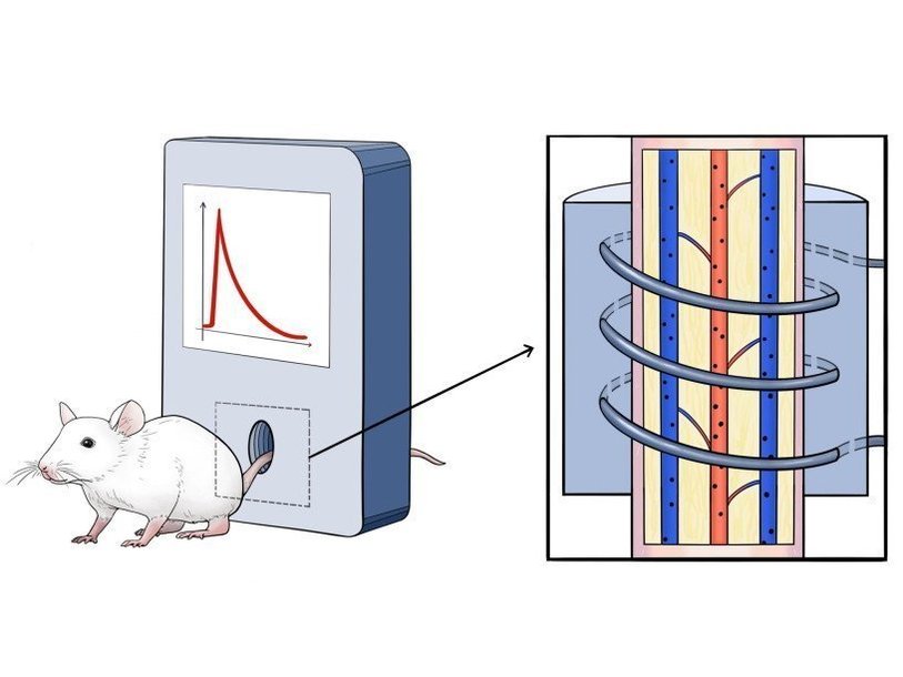 Схема проведения экспериментов. Хвост мыши помещался в катушку, частицы, циркулирующие по сосудам хвоста детектировались магнитной катушкой в реальном времени