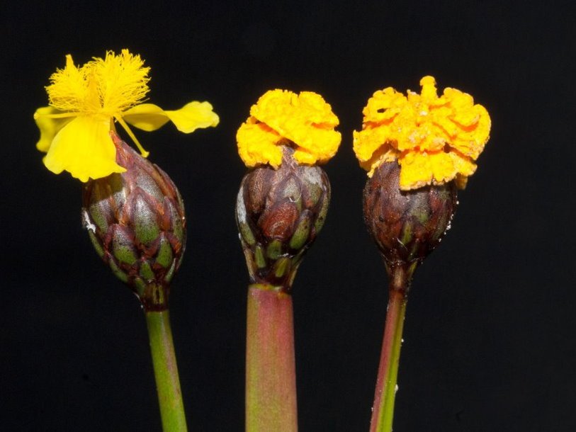 Fusarium xyrophilum (на двух цветках справа)