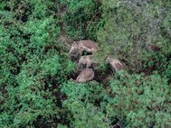 Слоны, замеченные на окраине Куньмина 5 июня