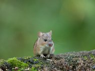 Полевая мышь (лат. Apodemus agrarius)