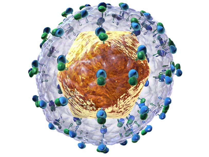 Модель вируса гепатита C