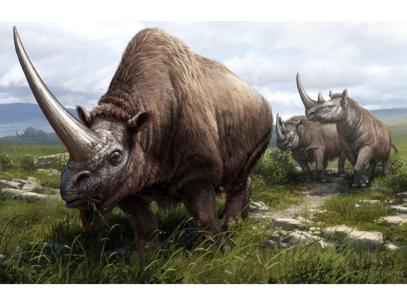 Сибирский эласмотерий (Elasmotherium sibiricum) и носороги Мерка (Stephanorhinus kirchbergensis), на заднем плане шерстистый носорог (Coelodonta antiquitatis)