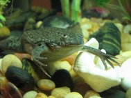 Гладкая шпорцевая лягушка (лат. Xenopus laevis)