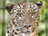 Переднеазиатский леопард