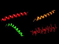 Трехмерные структуры изученных пептидов
