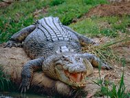 Гребнистый крокодил (лат. Crocodylus porosus)