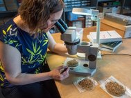 Зооархеолог Вики Юэнс (Vicki Ewens) изучает кости лягушек из Бар-Хилла
