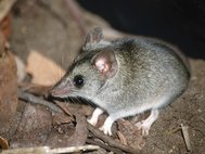 Сумчатая мышь Айткена (Sminthopsis aitkeni)