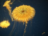 Флуоресцентные белки выделяют из живых организмов, например медуз и кораллов, или искусственно синтезируют в лабораториях