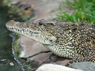 Кубинский крокодил (Crocodylus rhombifer)