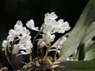Rhipidoglossum pareense