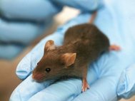 Ученые провели серию экспериментов с мышами