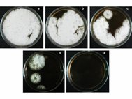 Регенерация протопластов Gibberella zeae без обработки ультрафиолетом (а) и после обработки в течение двух, трех, пяти и шести минут (b, c, d, e)
