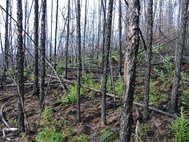 Северотаежный лиственничник через один год после пожара
