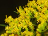 Цветки золотарника высочайшего (Solidago altissima)