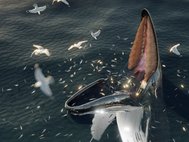 Цифровая реконструкция питания кита-горбача