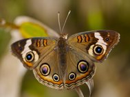 Бабочка Junonia coenia