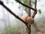 Белки-летяги научились закреплять орехи в развилках ветвей деревьев