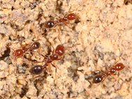 Красные огненные муравьи (Solenopsis invicta)