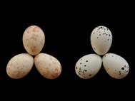 Две кладки яиц дронго, в обеих есть яйцо кукушки (внизу справа)